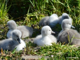 bébés cygnes,iris,clématite 043.JPG