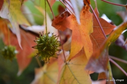 AUTOMNE,taille lantanas 065.JPG