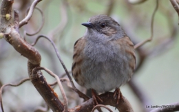 oiseaux première neige 059.JPG