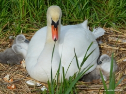 jardin,bébés cygnes,puces Prigorieux,pavot 139.JPG