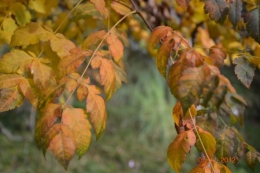 Ciron,feuilles d'automne,safran,taille érable 070.JPG