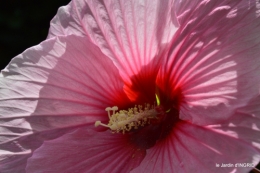 Ines,bouquet,hibiscus rose,cygnes,jardin 103.JPG
