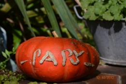 champignons,citrouilles,st Mayme de Péreyrol,fuschias,jardin aut 035.JPG