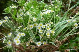 sentier des cygnes,hémérocalles,bouquet,jardin 159.jpg