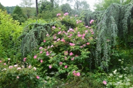 Tour du jardin mai avant et apres tonte 093.jpg