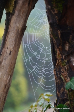 Brouillard,cypres chauve,jardinage 011.JPG