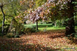 citrouille fleurie,décos jardin,automne 064.JPG