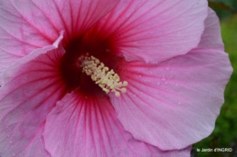 Ines,bouquet,hibiscus rose,cygnes,jardin 061.JPG