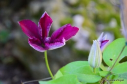 géraniums,glycine Monpazier,cabane,arums,fleurs sauvages 010.JPG