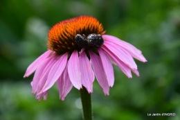 jardin,les filles,gerbera,Lalinde 065.JPG