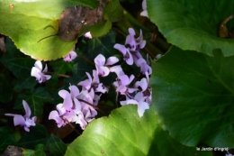 jardin octobre,chez Marylaur,Arnaud ,Ariane,la mer,sauges 212.JPG