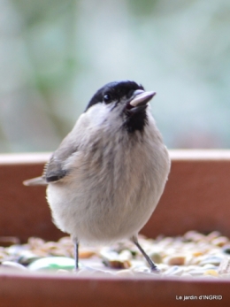 première neige,givre,chemins colline,oiseaux 151.JPG