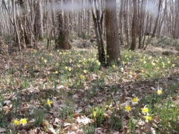 nicky et les jonquilles 035.JPG