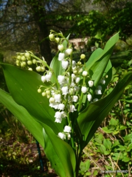 geais,jardin,printemps 066.JPG