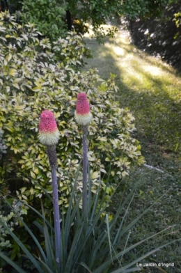 jardin avril et mai, 080.JPG