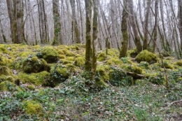 les jonquilles des bois 042.jpg