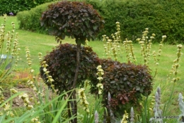 inondation,jardin,oeufs cygnes,chez Nathalie 083.JPG