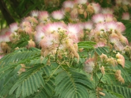 été,dahlia,lantana,bouillon blanc,platycodon