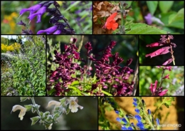 2016-09-28 tour de jardin,bouquet,chez Bernadette,.jpg