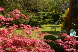 jardin avril et mai, 103.JPG