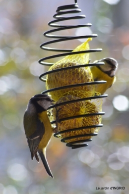 enveloppes,oiseaux,jardin,héllébores 121.JPG