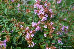 jardin Mme Perichou,grandes fleurs,bouquet,jardin 029.JPG