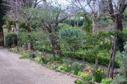 jonquilles,fête de l'arbre,jardinage,bouquet 099.JPG