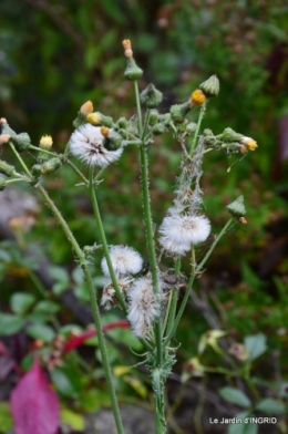 brume,dentelles,fleurs,Noel Jardiland 036-001.JPG