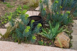 Jardin,Julie 020.JPG