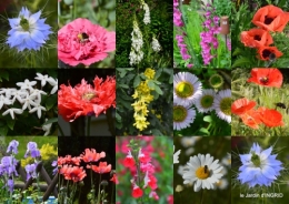 2016-05-01 coquelicots,fête des fleurs Lalinde,fouleix,jardinage4.jpg