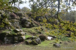 la Sedelle,étang de Riault,cyclamens 071.jpg
