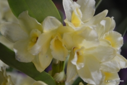 canal,jardin,Mombazillac,bonzais,orchidées 146.JPG