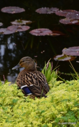 canard,tableau,hostas 004.JPG