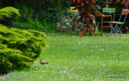 jardin avril 034.JPG
