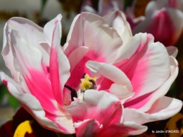jardin printemps 063.JPG