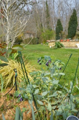 Beaumont,tulipes,primevères et autres,chez Bernadette 152.JPG