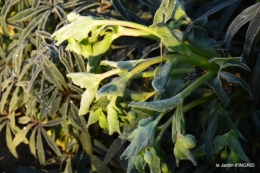 colline,jardin givré 043.JPG