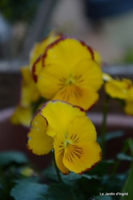 tour du jardin printemps 044.JPG
