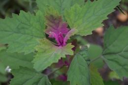 potager