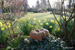 jonquilles ,primevères,après la tonte 008.JPG