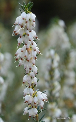 hélébores,bruyères,arbustes fleuries,mésanges 060.JPG