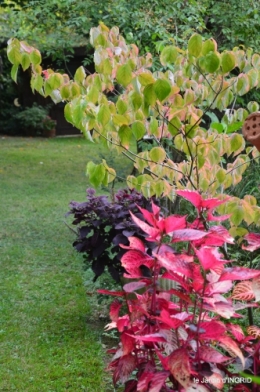jardin en septembre,les cygnes 136.JPG