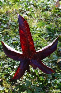 automne 2016 039.JPG