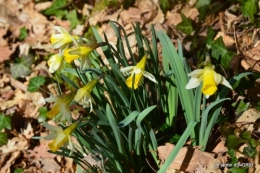 bouquet,pt jonquilles,bord Dordogne 081.JPG