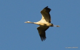 Grues et plantes à Ciron 026.JPG