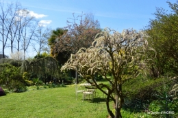 la mare,Julie,narcisses,jardin,fantomas 083.JPG