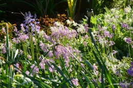 colline,orchidée,nature,jardin fleuri 083.JPG