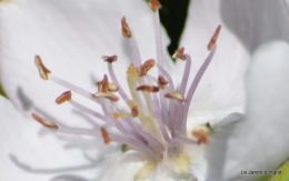 Ciron,pivoine,escargot,jardin,ancolie,glycine 153.JPG