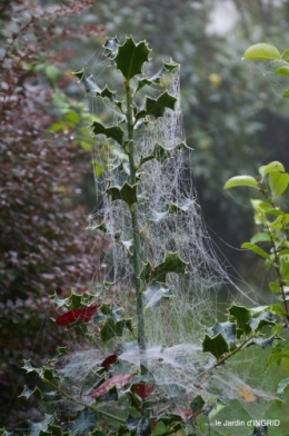 brouillard le matin d'automne 026.JPG