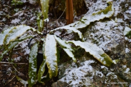 oiseaux première neige 022.JPG